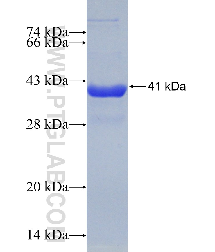 BAG2 fusion protein Ag30873 SDS-PAGE