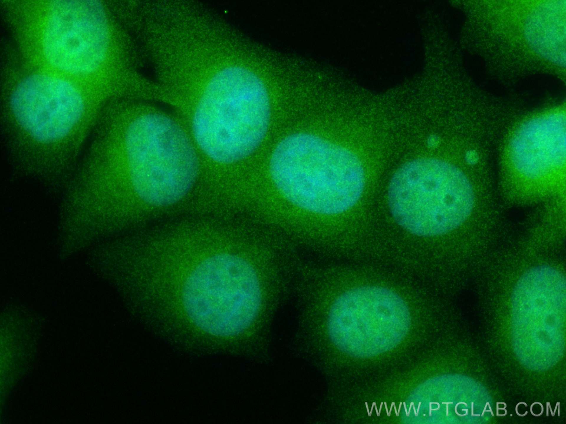 Immunofluorescence (IF) / fluorescent staining of MCF-7 cells using BAG5 Polyclonal antibody (26628-1-AP)