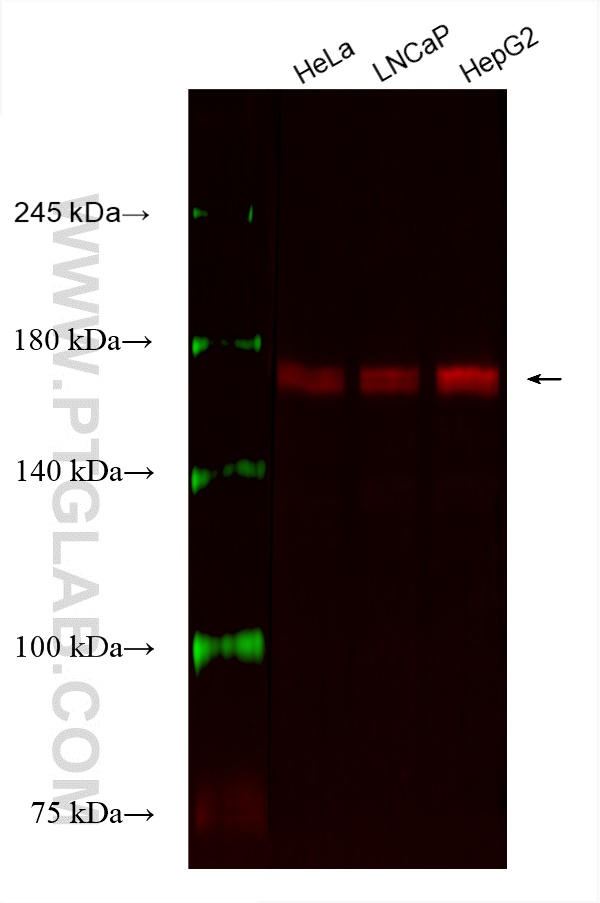 Western Blot (WB) analysis of various lysates using CoraLite®594-conjugated BAG6 Monoclonal antibody (CL594-66661)