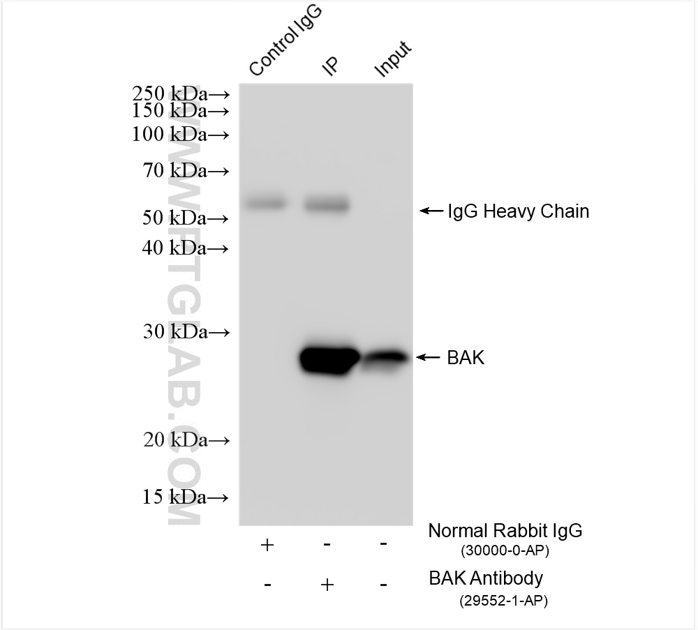 Immunoprecipitation (IP) experiment of A431 cells using BAK Polyclonal antibody (29552-1-AP)