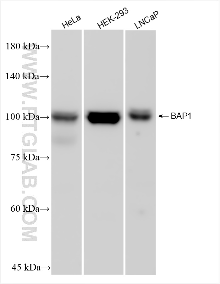 Western Blot (WB) analysis of various lysates using BAP1 Recombinant antibody (83371-1-RR)
