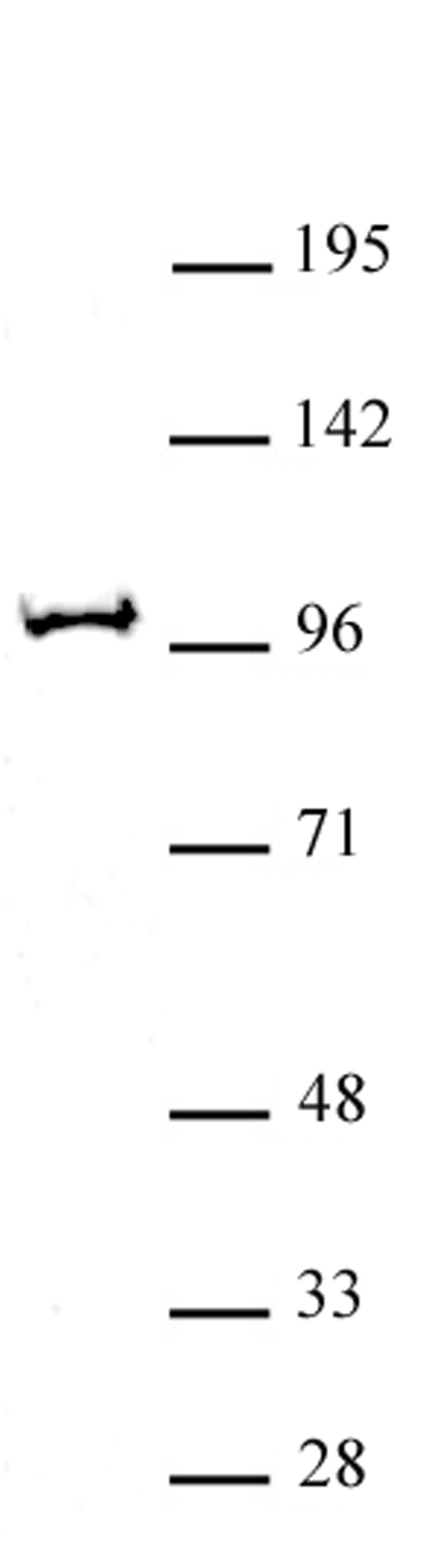 BAP1 antibody (pAb) tested by Western blot. Nuclear extract of P19 cells (25 ug) probed with the BAP1 antibody (1:1,000 dilution).