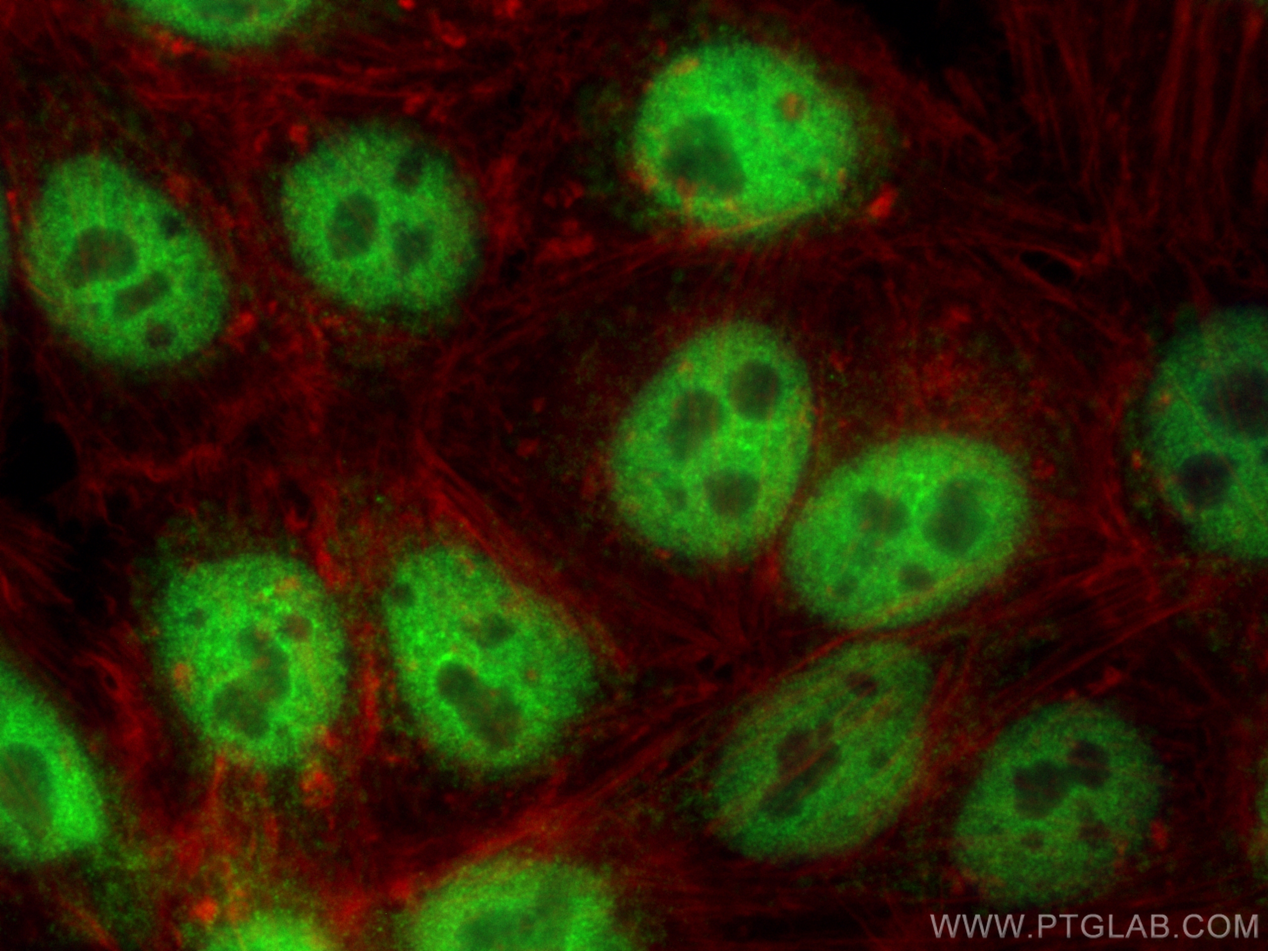 Immunofluorescence (IF) / fluorescent staining of HepG2 cells using BARHL2 Polyclonal antibody (23976-1-AP)