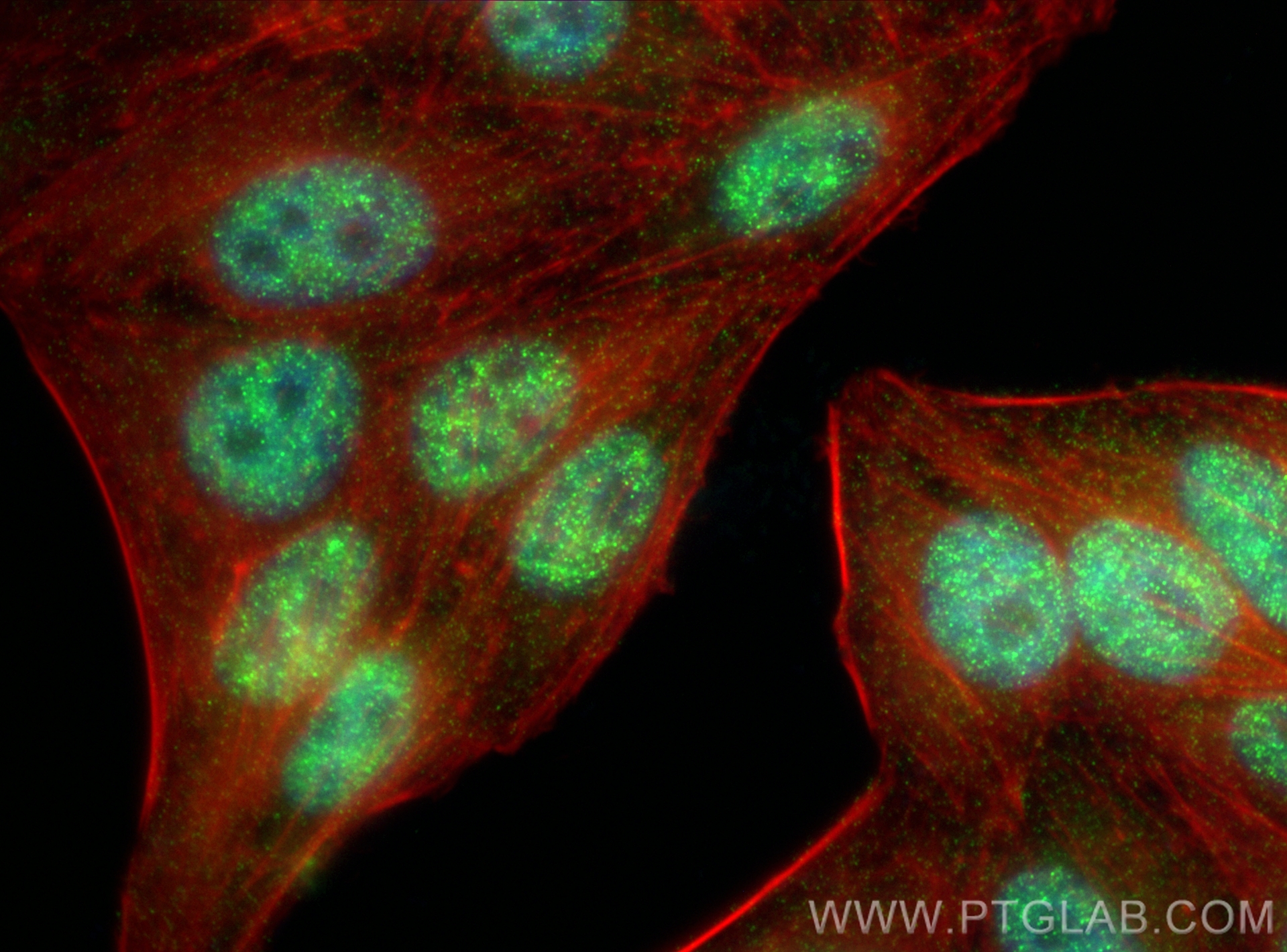 Immunofluorescence (IF) / fluorescent staining of HepG2 cells using BARHL2 Recombinant antibody (83596-4-RR)