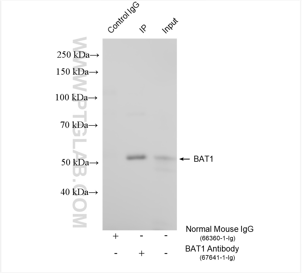 Immunoprecipitation (IP) experiment of HeLa cells using BAT1 Monoclonal antibody (67641-1-Ig)