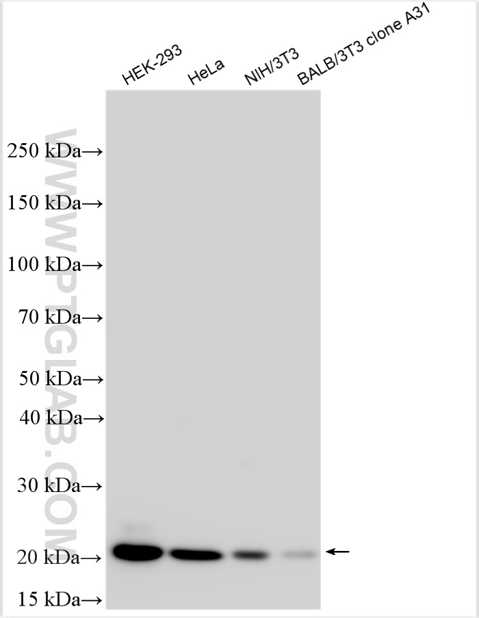 Western Blot (WB) analysis of various lysates using BAX Polyclonal antibody (50599-2-Ig)