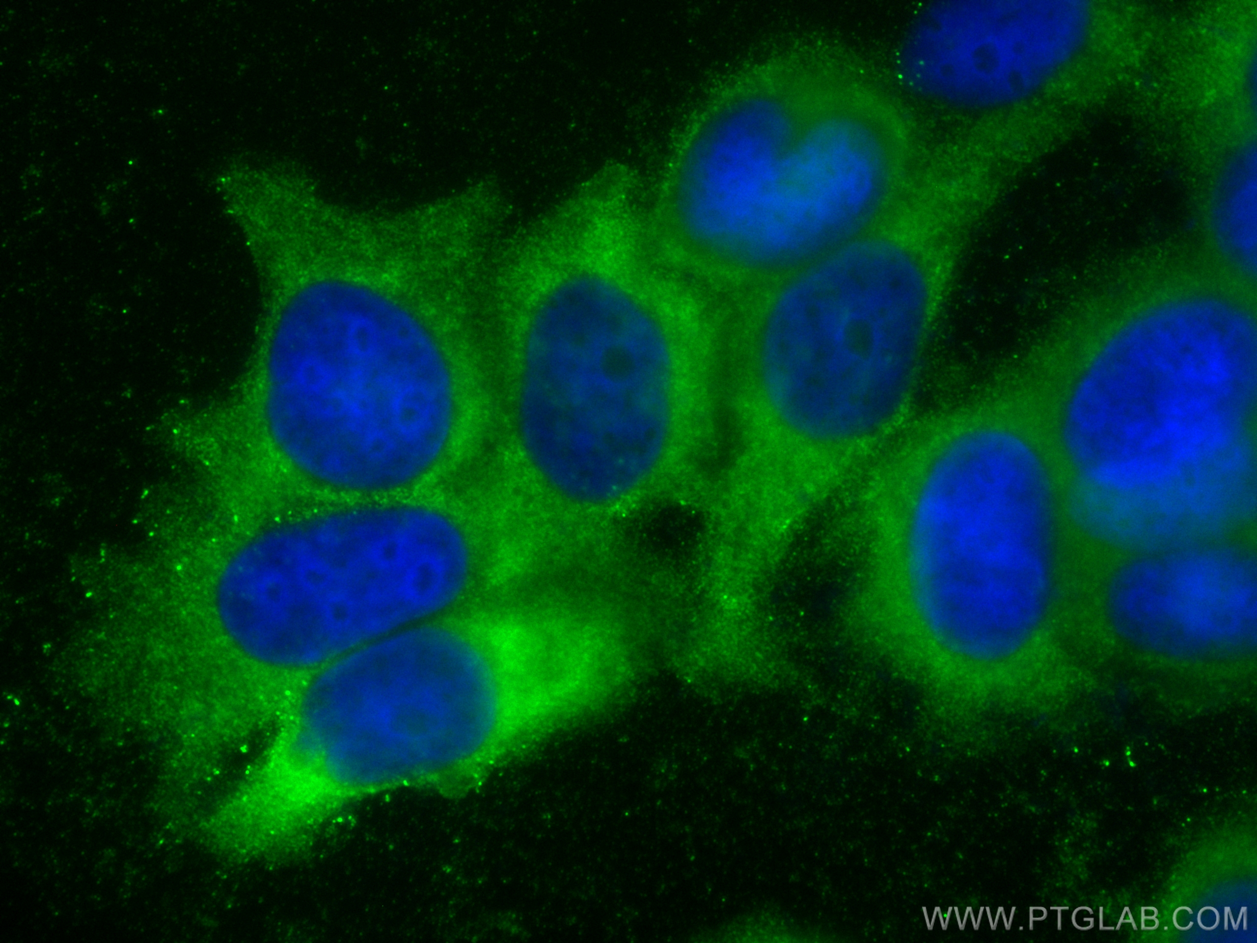 Immunofluorescence (IF) / fluorescent staining of MCF-7 cells using BAX Monoclonal antibody (60267-1-Ig)