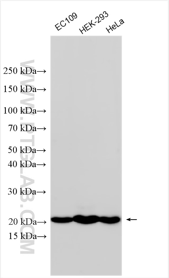 Western Blot (WB) analysis of various lysates using BAX Monoclonal antibody (60267-1-Ig)