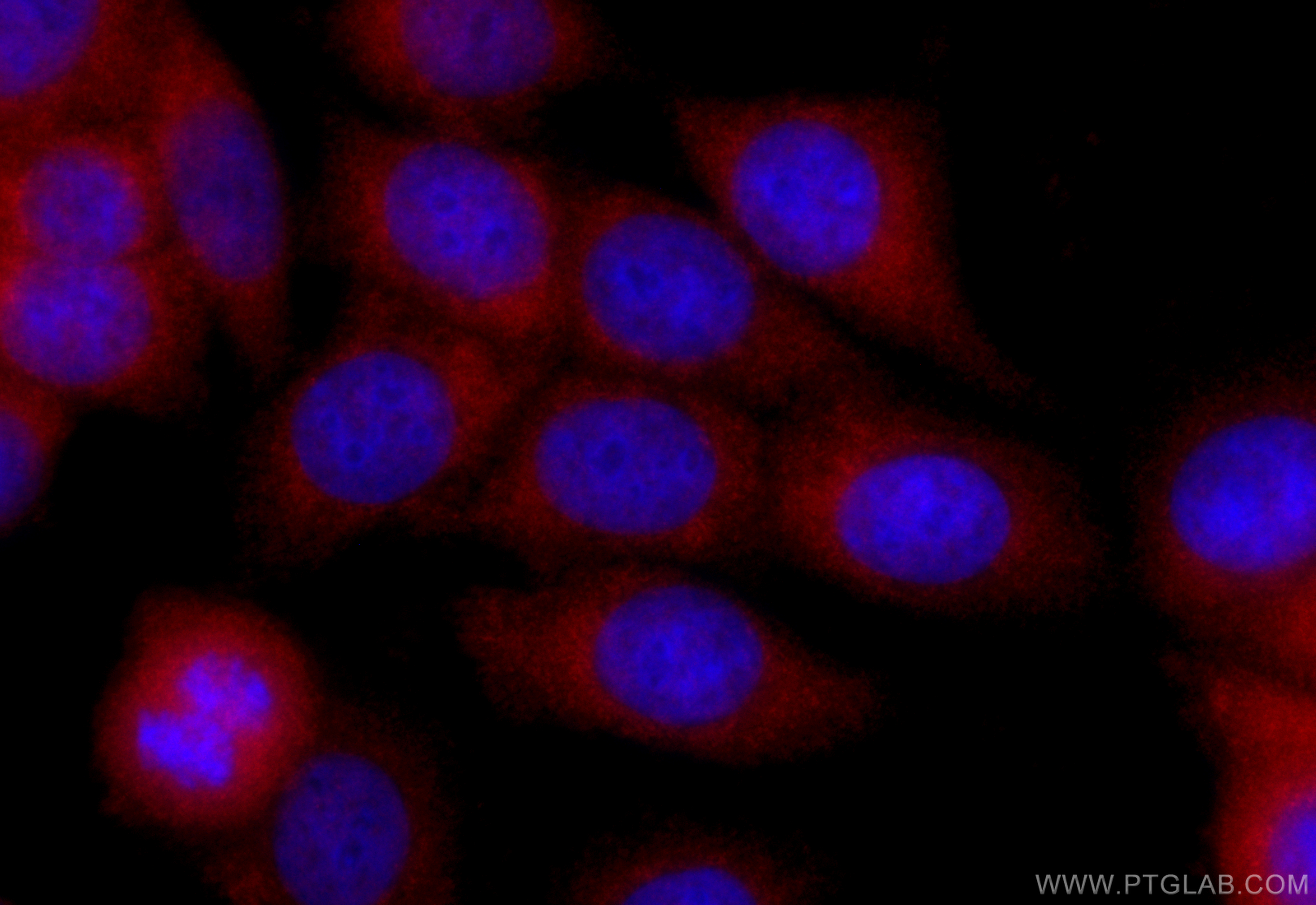 Immunofluorescence (IF) / fluorescent staining of MCF-7 cells using CoraLite®594-conjugated BAX Monoclonal antibody (CL594-60267)