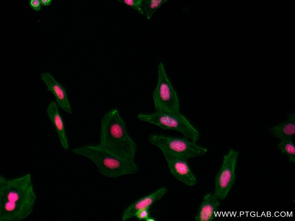 Immunofluorescence (IF) / fluorescent staining of HepG2 cells using BAZ2A Recombinant antibody (82910-1-RR)