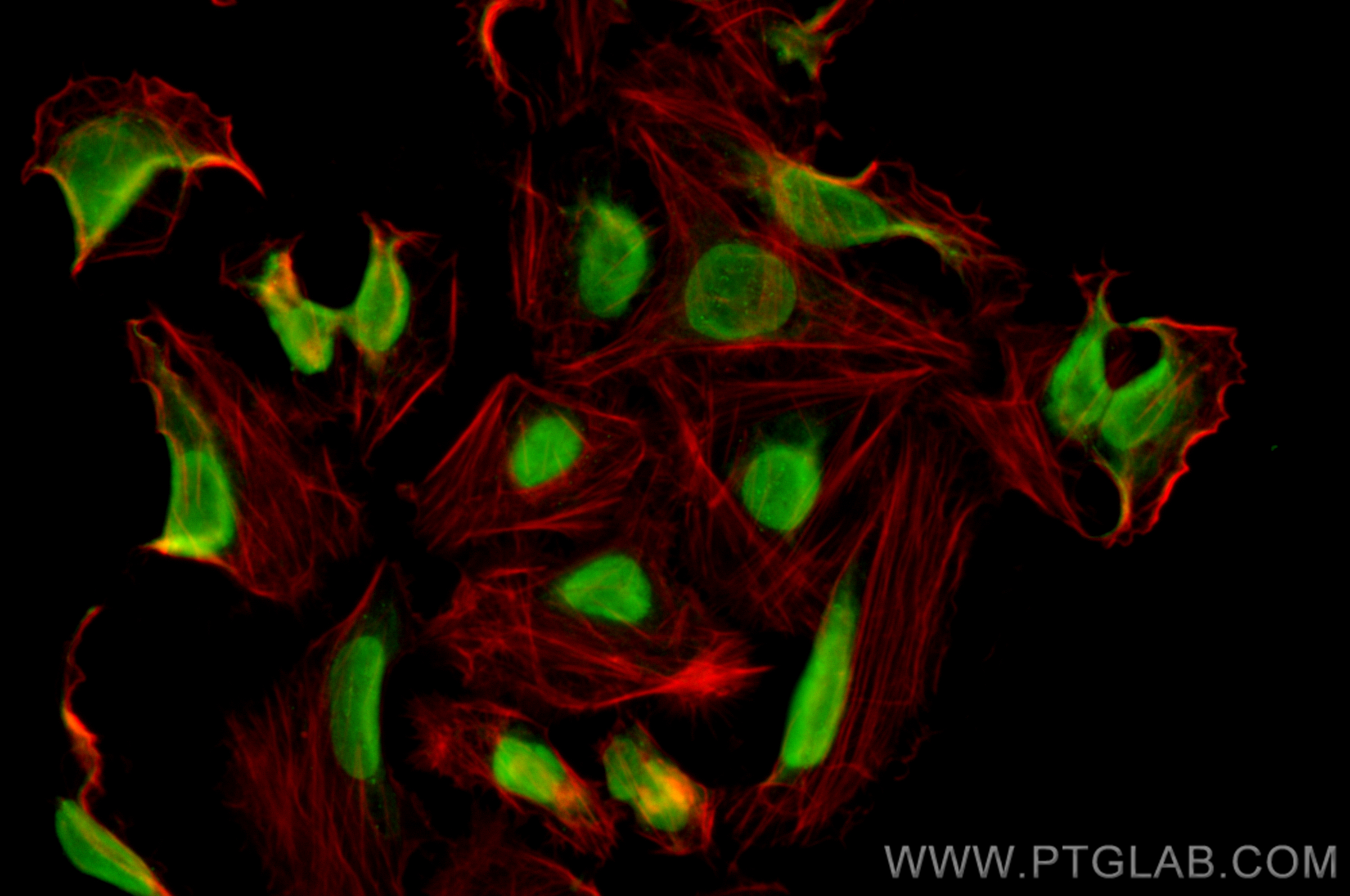 Immunofluorescence (IF) / fluorescent staining of U2OS cells using CoraLite® Plus 488-conjugated BAZ2A Recombinant an (CL488-82910-2)