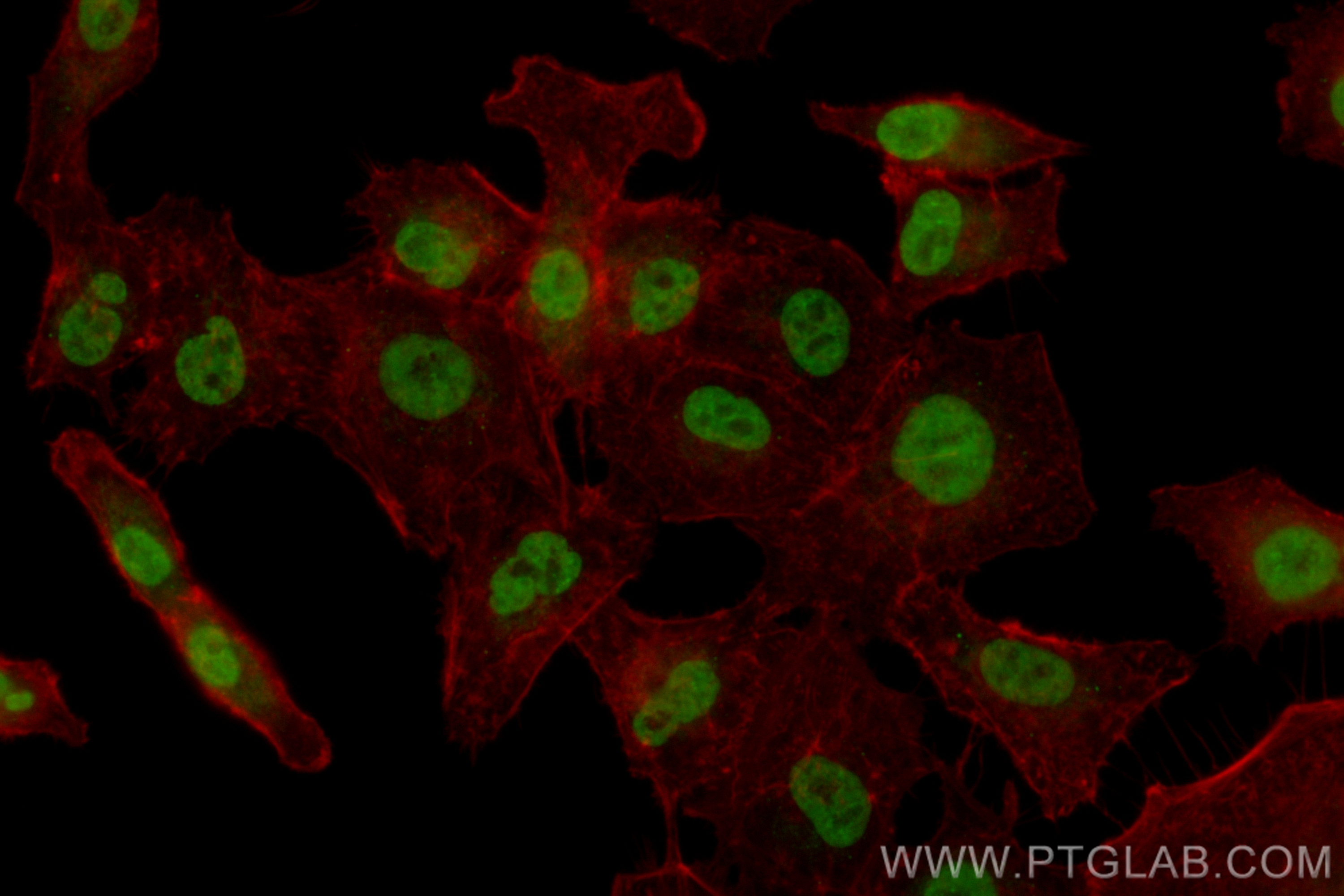 Immunofluorescence (IF) / fluorescent staining of A549 cells using CoraLite® Plus 488-conjugated BAZ2A Recombinant an (CL488-82910)