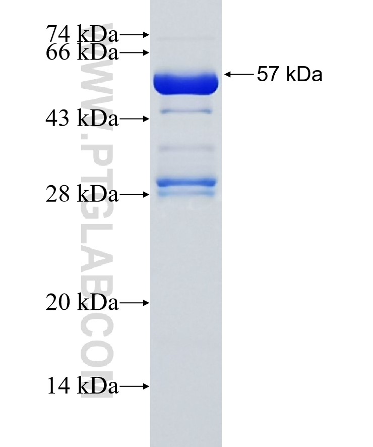 BAZ2A fusion protein Ag33963 SDS-PAGE