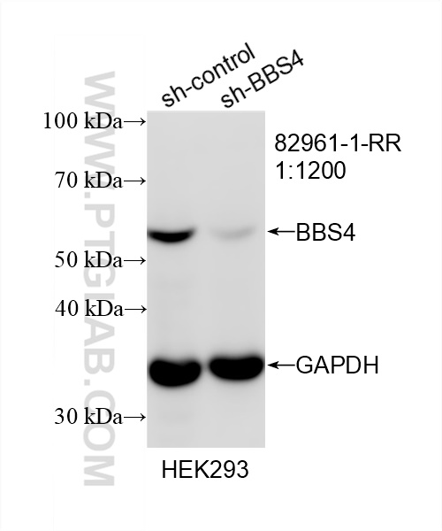 Western Blot (WB) analysis of HEK-293 cells using BBS4 Recombinant antibody (82961-1-RR)