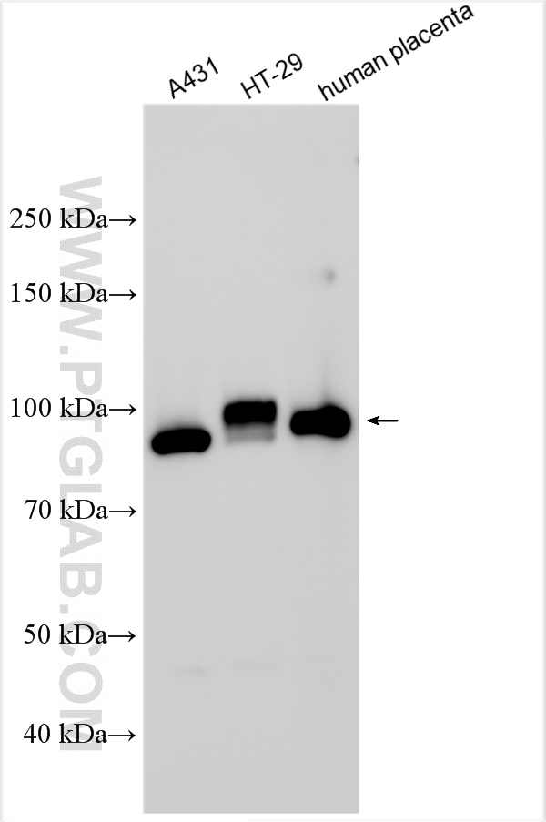 Western Blot (WB) analysis of various lysates using BCAM Polyclonal antibody (26528-1-AP)
