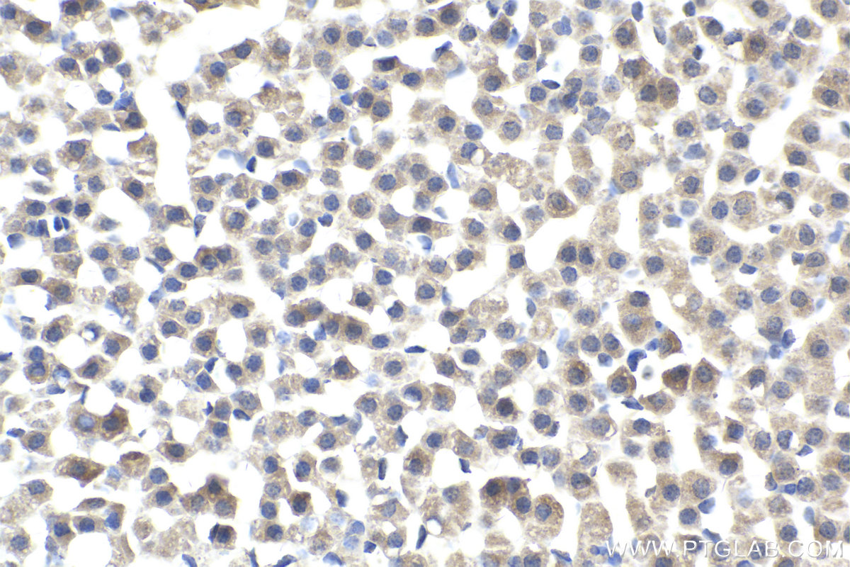 Immunohistochemistry (IHC) staining of rat adrenal gland tissue using BCAR3 Polyclonal antibody (13628-1-AP)