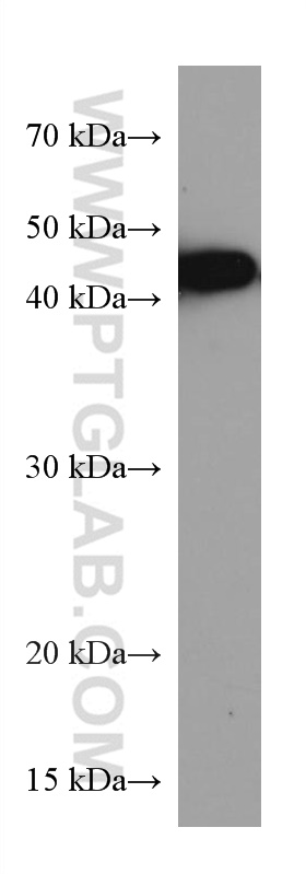 Western Blot (WB) analysis of Daudi cells using BCAT1 Monoclonal antibody (67084-1-Ig)