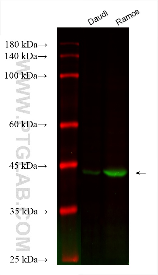 Western Blot (WB) analysis of various lysates using CoraLite® Plus 488-conjugated BCAT1 Monoclonal ant (CL488-67084)