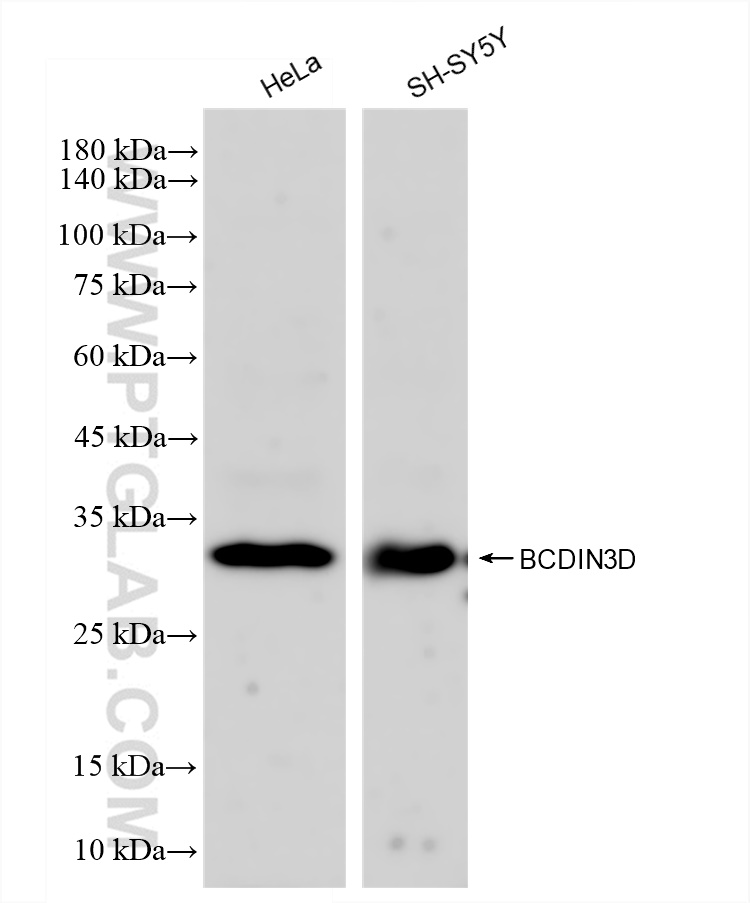 Western Blot (WB) analysis of various lysates using BCDIN3D Recombinant antibody (83309-1-RR)