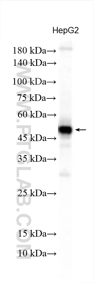 Western Blot (WB) analysis of HepG2 cells using BCKDHA Polyclonal antibody (30028-1-AP)