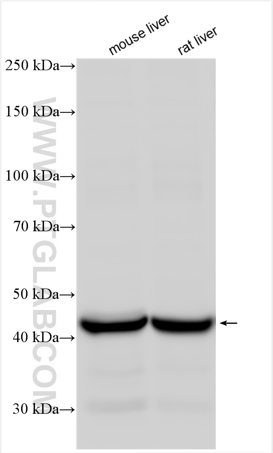 Western Blot (WB) analysis of various lysates using BCKDHA Polyclonal antibody (30028-1-AP)