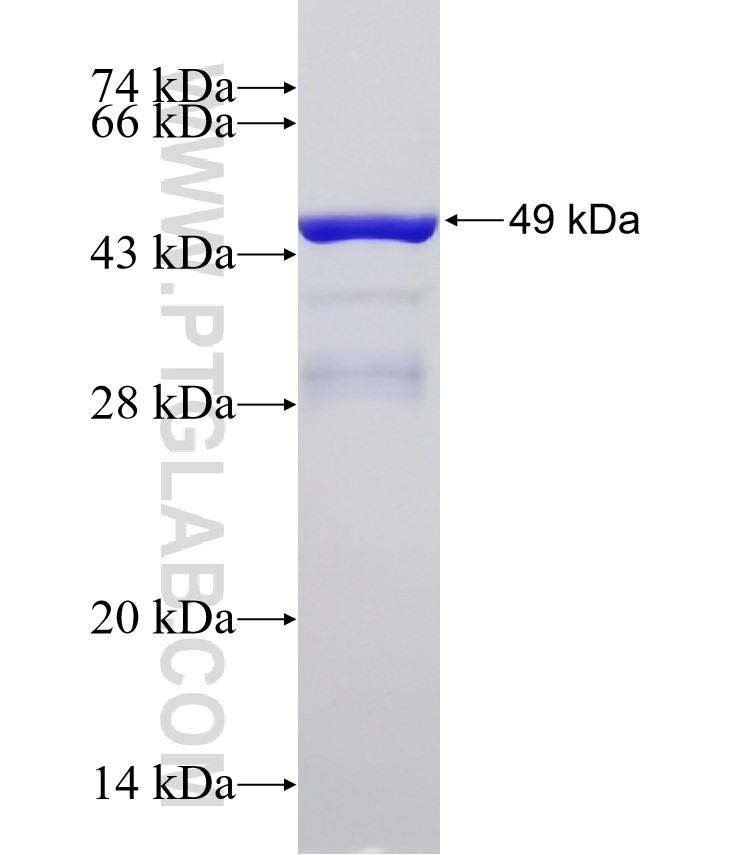 BCKDHA fusion protein Ag32613 SDS-PAGE