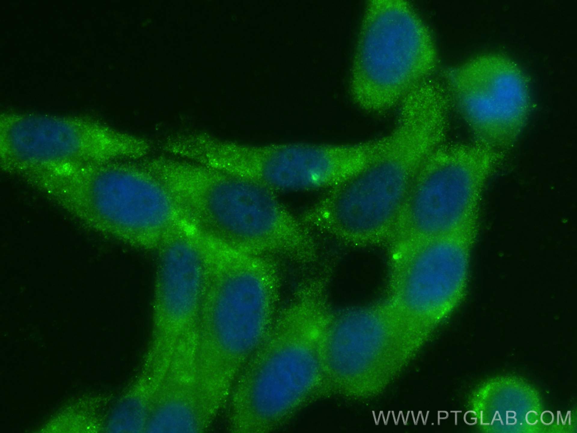 Immunofluorescence (IF) / fluorescent staining of HepG2 cells using BCL10 Polyclonal antibody (17732-1-AP)