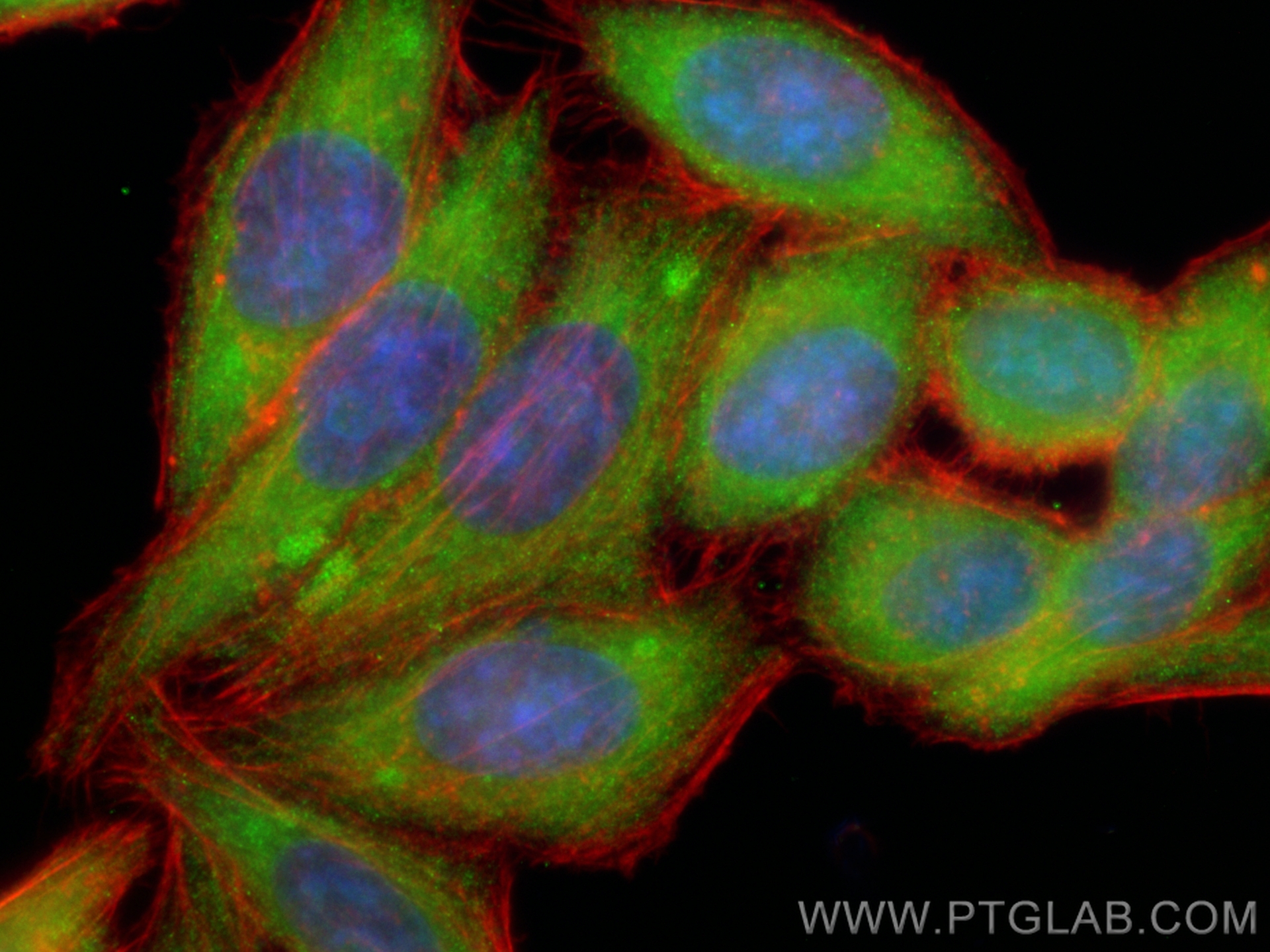 Immunofluorescence (IF) / fluorescent staining of HepG2 cells using CoraLite® Plus 488-conjugated BCL10 Polyclonal ant (CL488-17732)