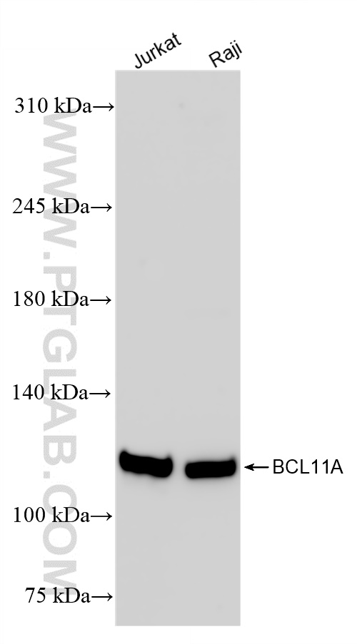 Western Blot (WB) analysis of various lysates using BCL11A Recombinant antibody (84930-3-RR)