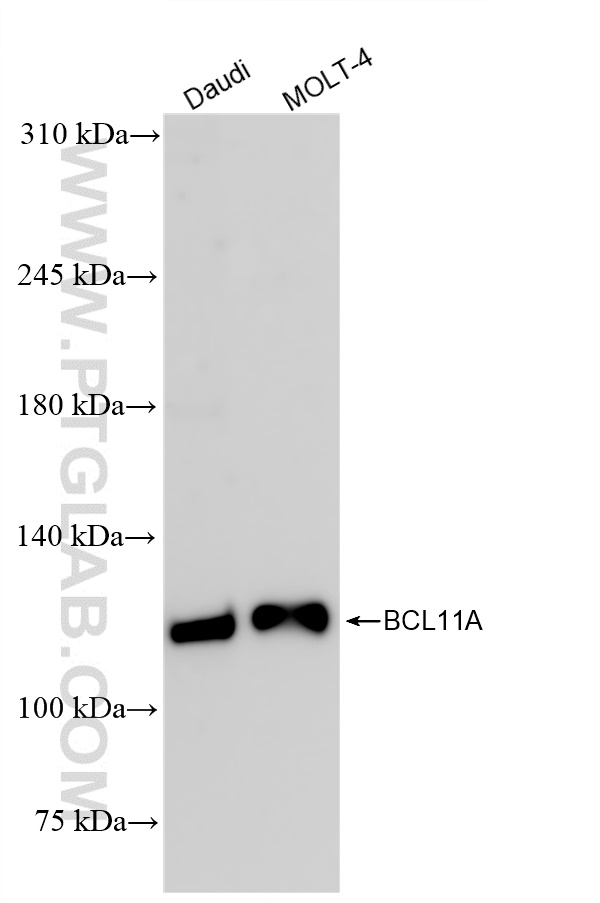 Western Blot (WB) analysis of various lysates using BCL11A Recombinant antibody (84930-3-RR)