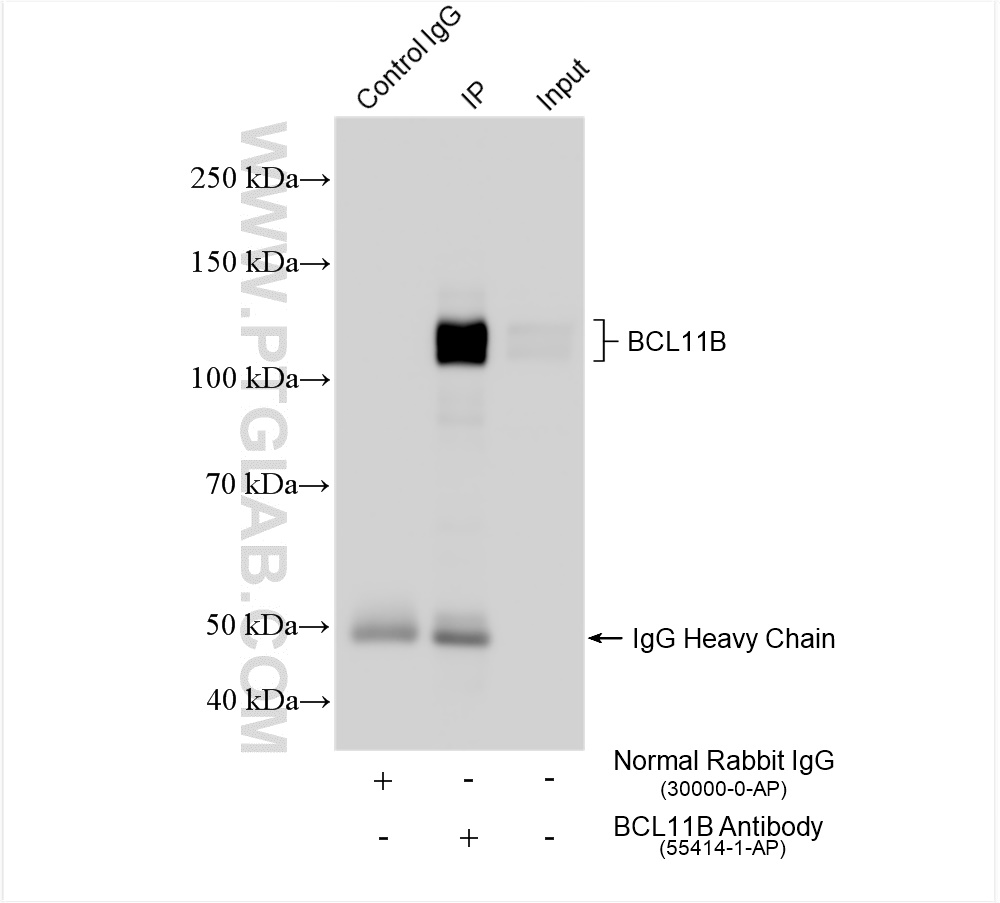 Immunoprecipitation (IP) experiment of Jurkat cells using BCL11B Polyclonal antibody (55414-1-AP)