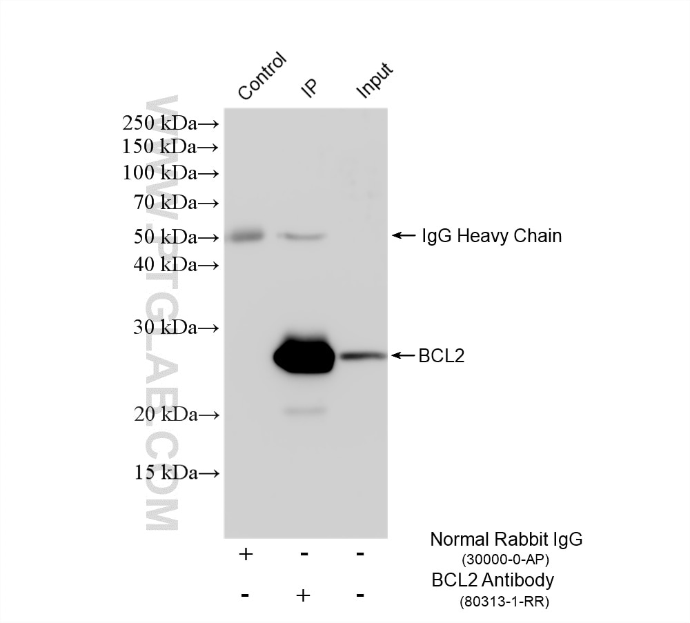 Immunoprecipitation (IP) experiment of HL-60 cells using BCL2 Recombinant monoclonal antibody (80313-1-RR)