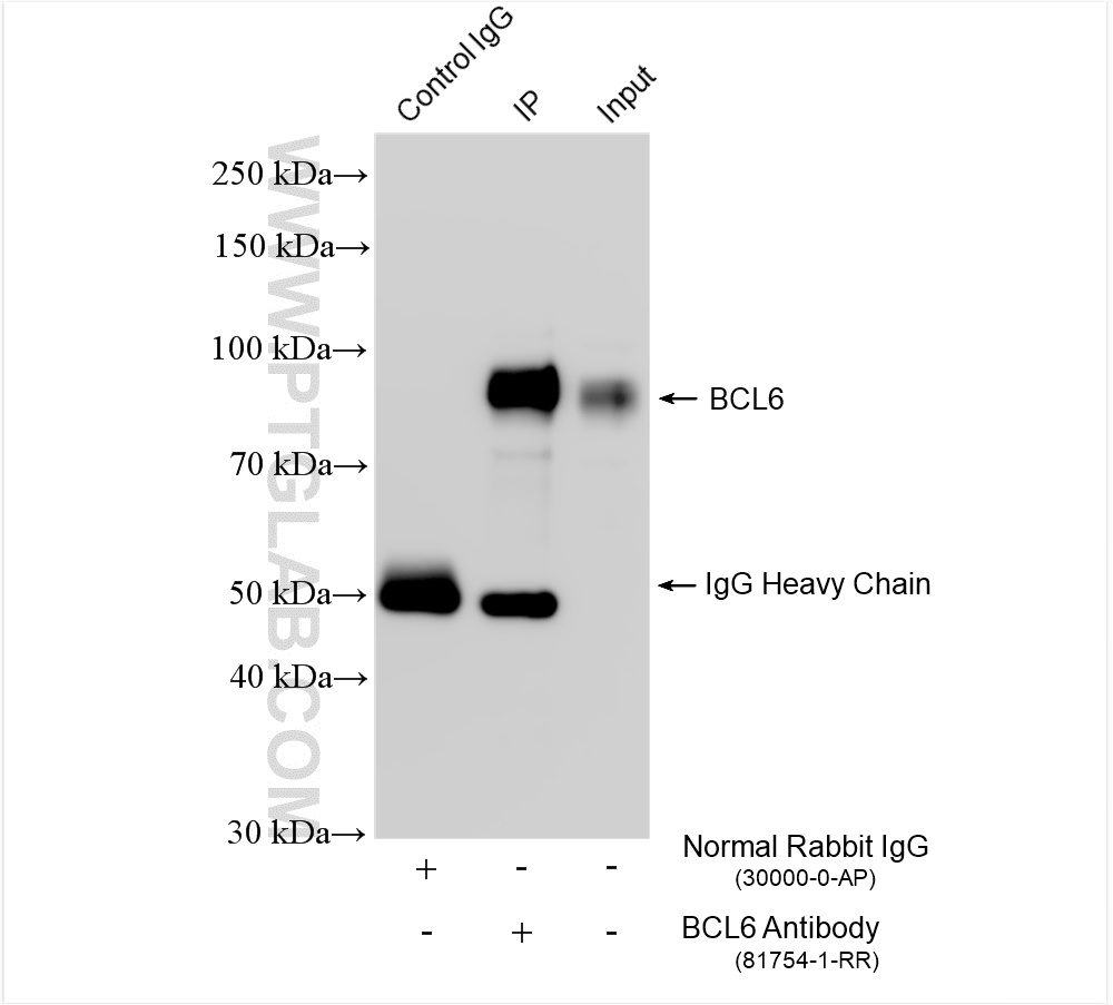 Immunoprecipitation (IP) experiment of Ramos cells using BCL6 Recombinant antibody (81754-1-RR)