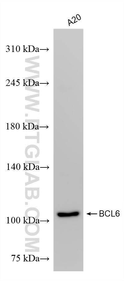 Western Blot (WB) analysis of A20 cells using BCL6 Recombinant antibody (81754-1-RR)