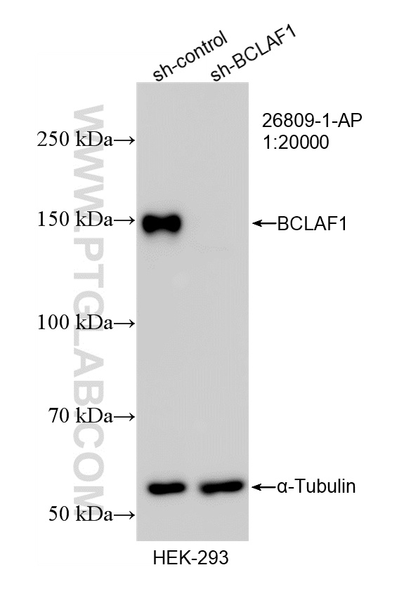 Western Blot (WB) analysis of HEK-293 cells using BCLAF1 Polyclonal antibody (26809-1-AP)