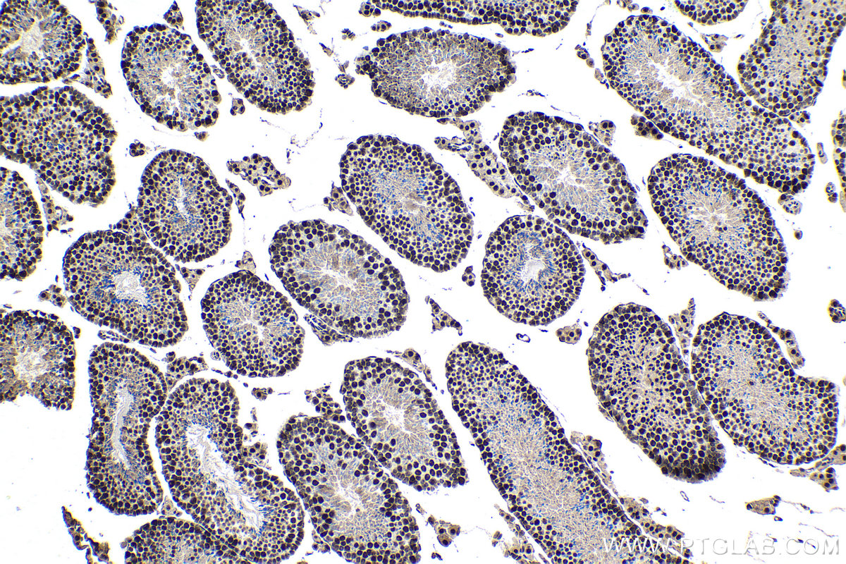 Immunohistochemistry (IHC) staining of mouse testis tissue using BCLAF1 Monoclonal antibody (67860-1-Ig)