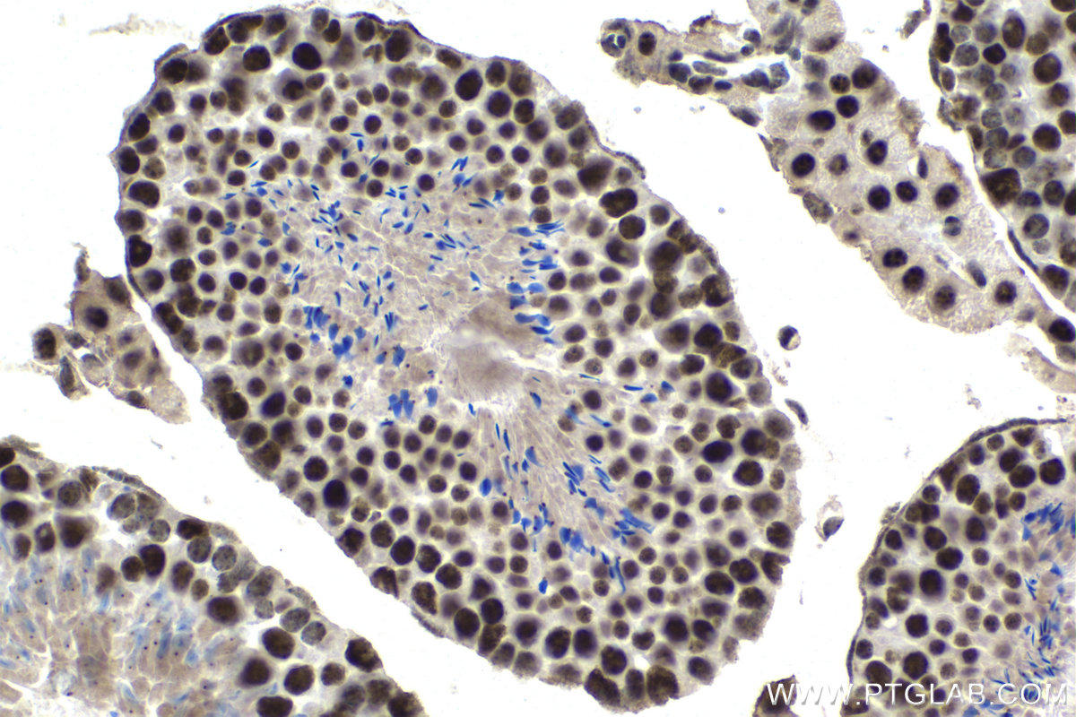 Immunohistochemistry (IHC) staining of mouse testis tissue using BCLAF1 Monoclonal antibody (67860-1-Ig)