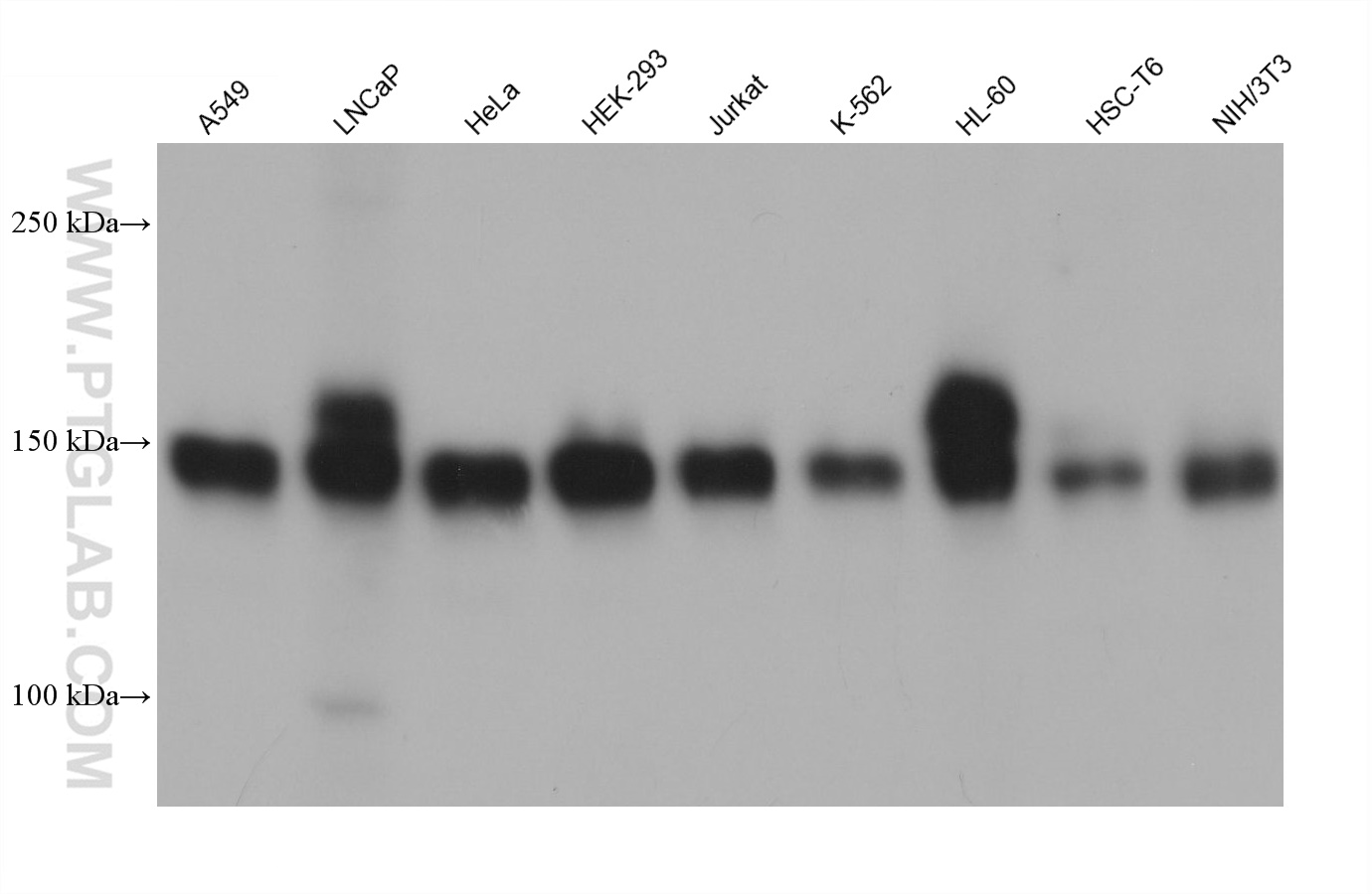 Western Blot (WB) analysis of various lysates using BCLAF1 Monoclonal antibody (67860-1-Ig)