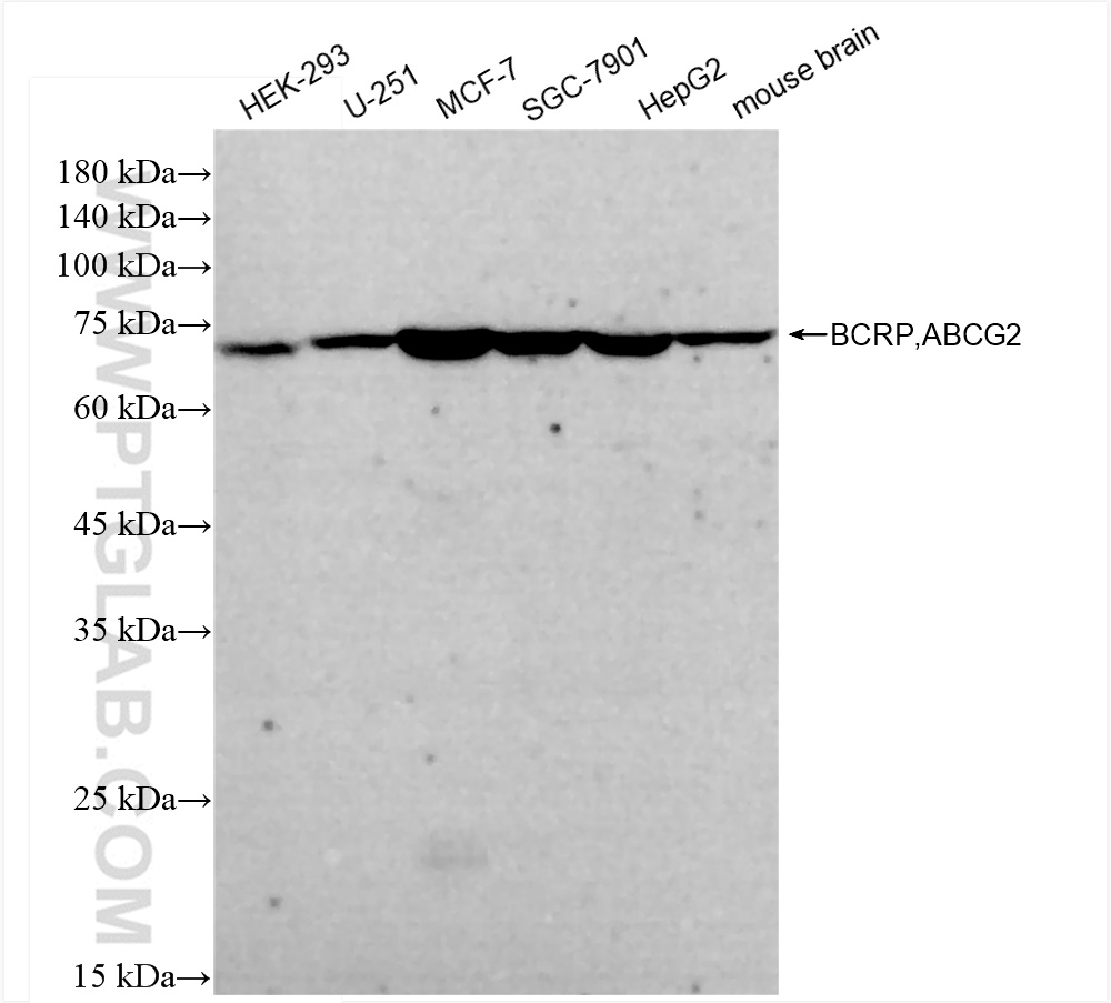 Western Blot (WB) analysis of various lysates using BCRP,ABCG2 Recombinant antibody (83835-1-RR)