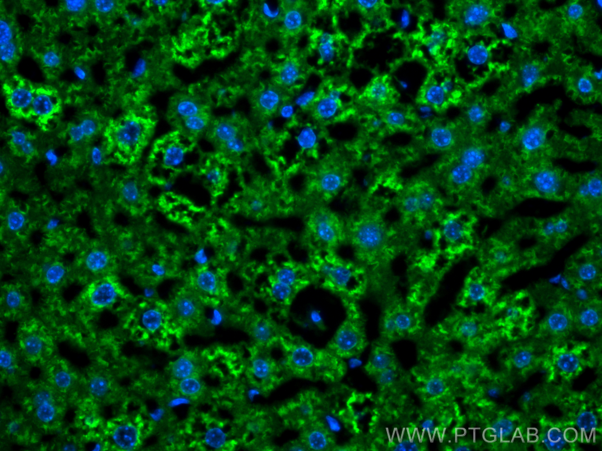 Immunofluorescence (IF) / fluorescent staining of mouse liver tissue using CoraLite® Plus 488-conjugated BDH1 Polyclonal anti (CL488-15417)