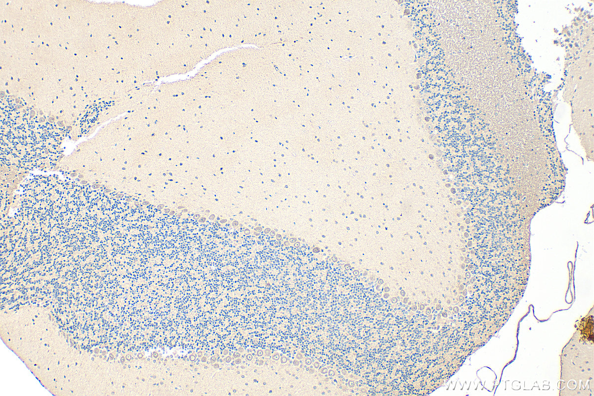 Immunohistochemistry (IHC) staining of mouse cerebellum tissue using BDNF Polyclonal antibody (28205-1-AP)