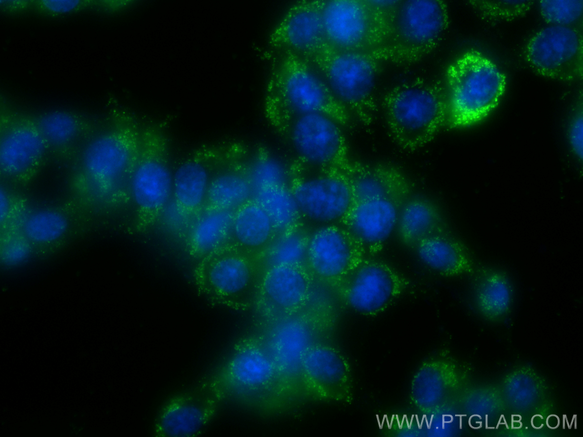 Immunofluorescence (IF) / fluorescent staining of PC-12 cells using BDNF Monoclonal antibody (66292-1-Ig)