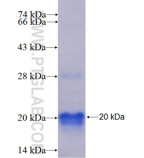 BEX4 fusion protein Ag26203 SDS-PAGE