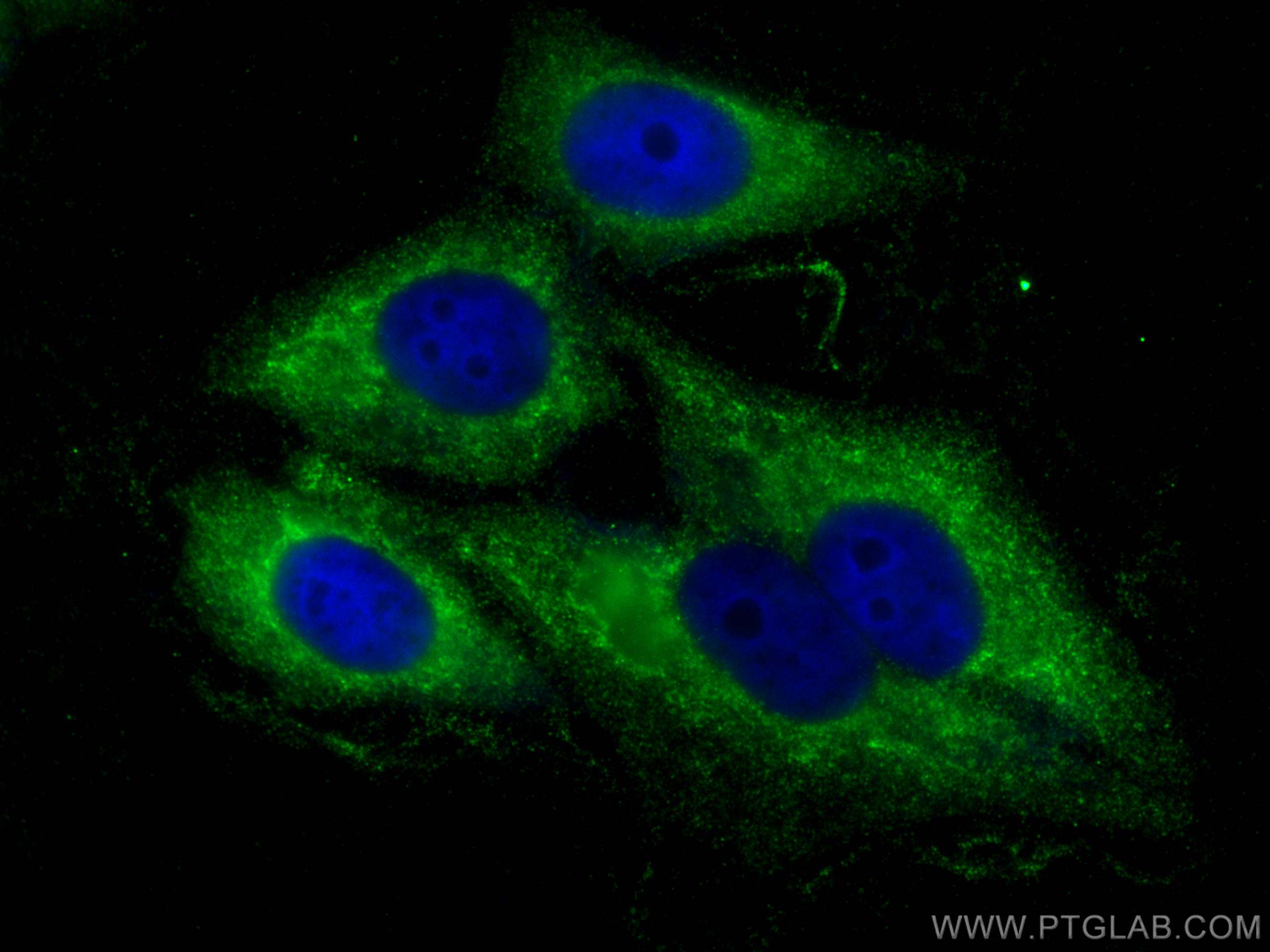 Immunofluorescence (IF) / fluorescent staining of HepG2 cells using Biglycan Polyclonal antibody (16409-1-AP)