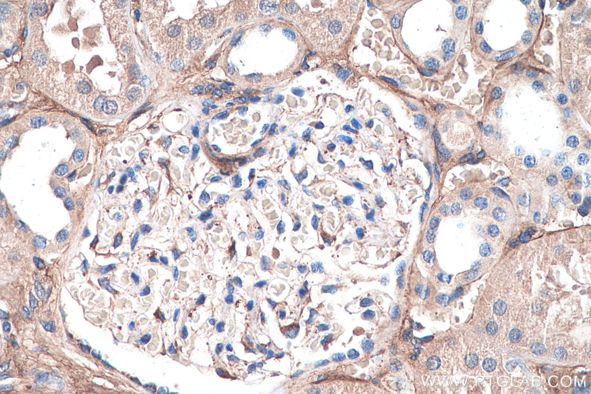 Immunohistochemistry (IHC) staining of human kidney tissue using Biglycan Polyclonal antibody (16409-1-AP)