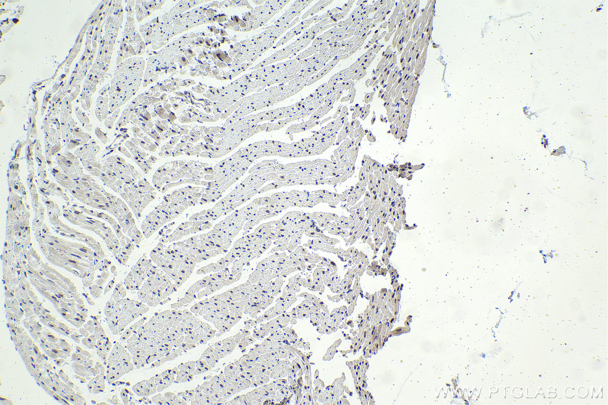 Immunohistochemistry (IHC) staining of rat heart tissue using BHLHE41 Polyclonal antibody (12688-1-AP)