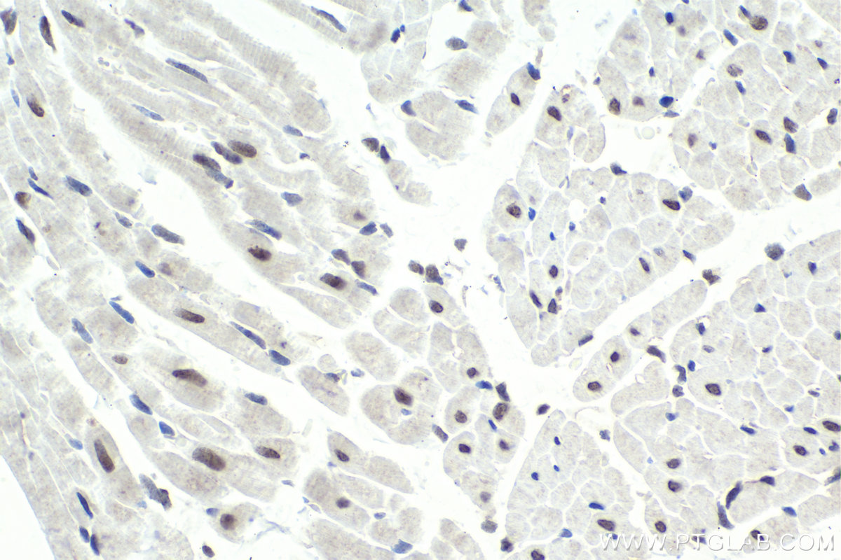 Immunohistochemistry (IHC) staining of rat heart tissue using BHLHE41 Polyclonal antibody (12688-1-AP)