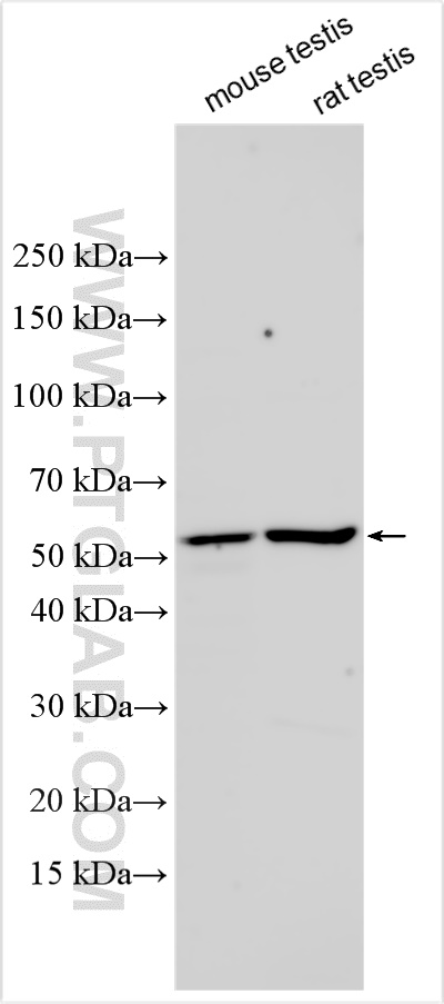 Western Blot (WB) analysis of various lysates using BHLHE41 Polyclonal antibody (12688-1-AP)