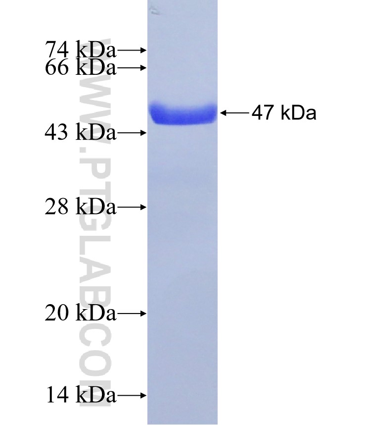 BICD2 fusion protein Ag31293 SDS-PAGE