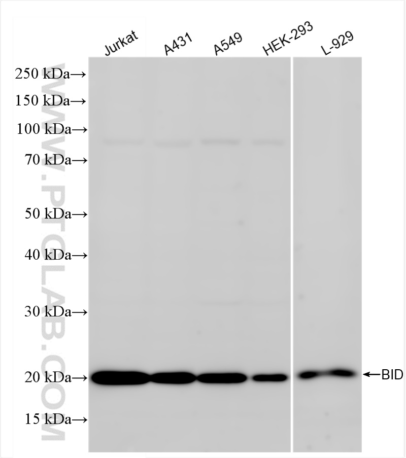 Western Blot (WB) analysis of various lysates using BID Recombinant antibody (84944-4-RR)